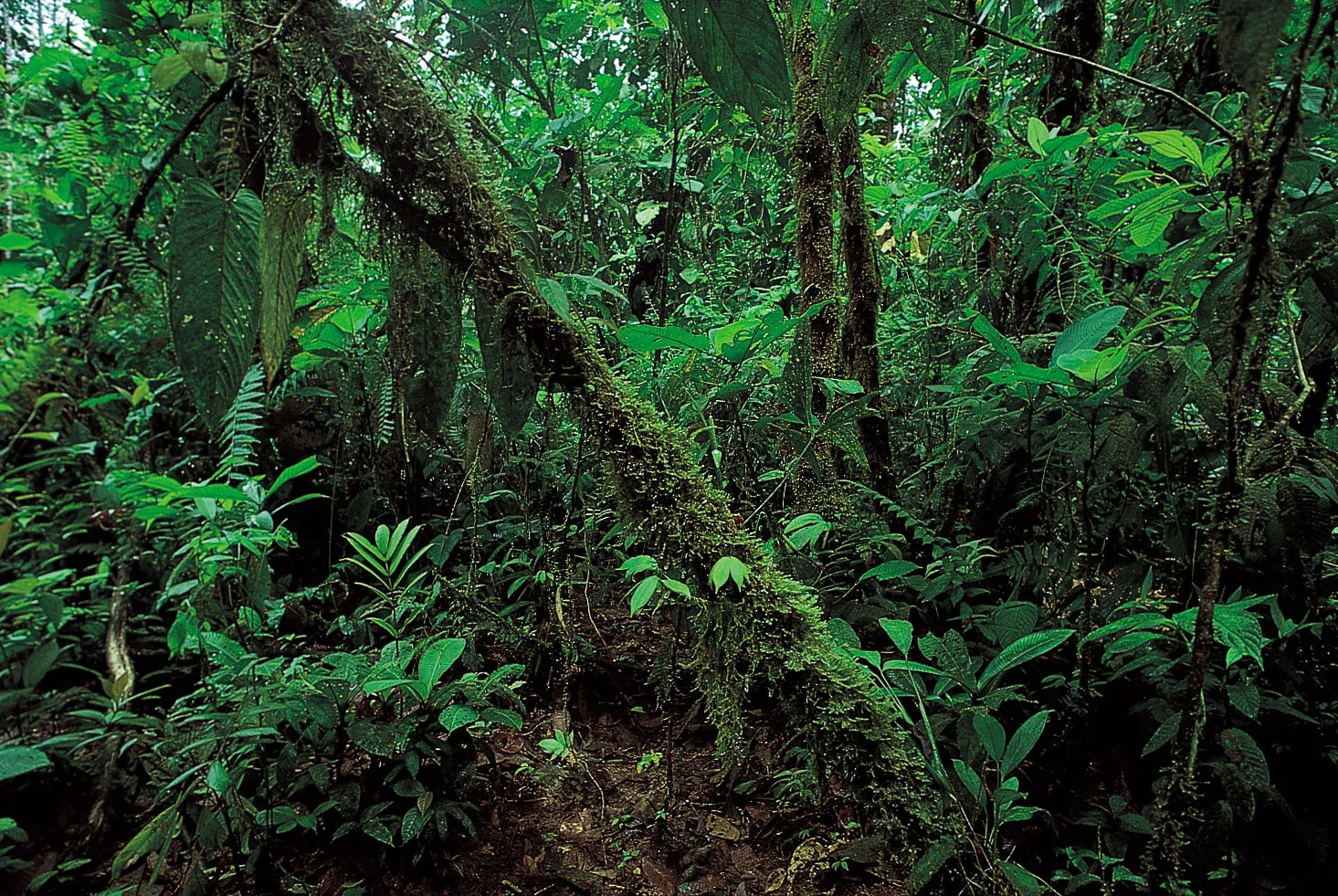 Qu Est Ce Que Le Biome Jungle O Se Situe La Jungle QGRMH