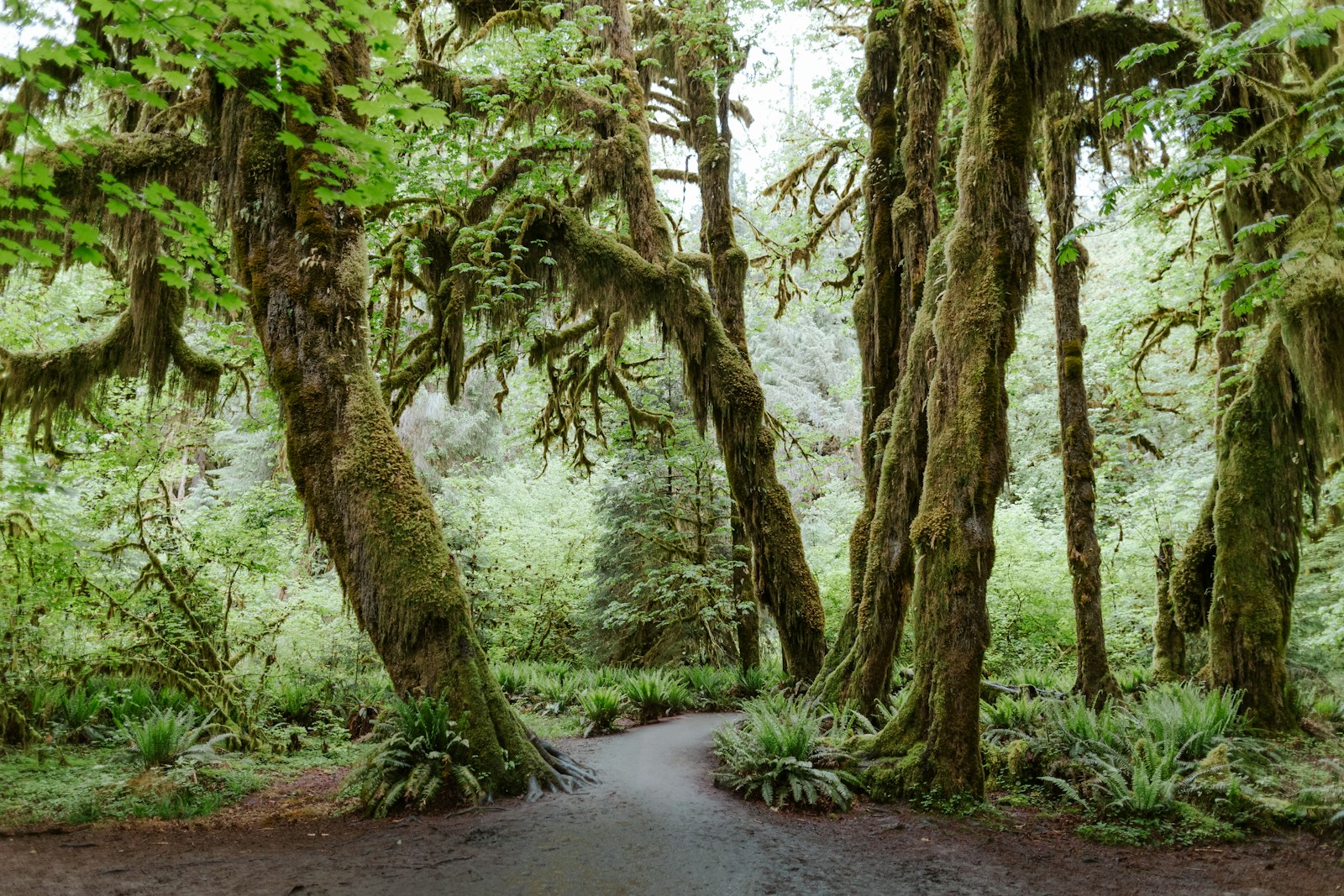 Sentier de terre entre des érables couverts de mousse pendante et des touffes de fougères, dans la forêt pluviale du Hoh