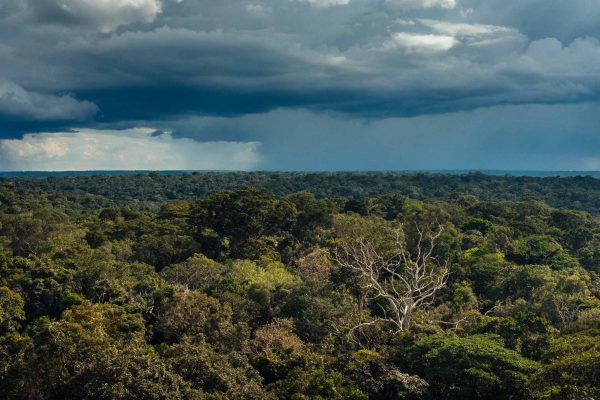 01-d1-forest-and-sky