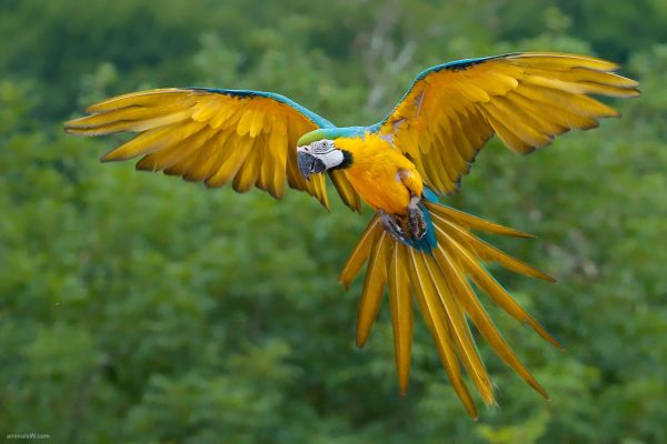 Passaro Macaw Animal Amarelo Natureza Ave Yellow Bird Desktop Wallpaper Free