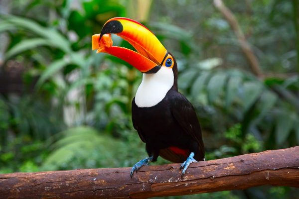 1200-518735464-colorful-toucan