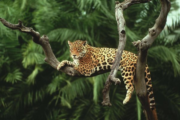 Jaguar (Panthera onca) in a tree Pantanal, Brazil.