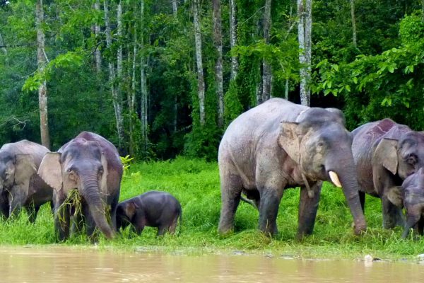 A-herd-of-elephants-beside-water