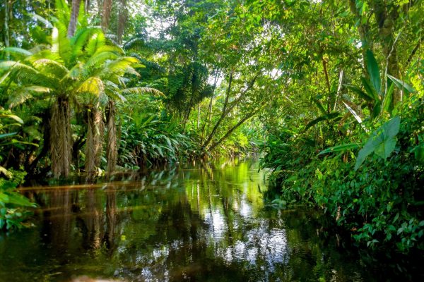 Amazon-Jungle-Yasuni-Ecuador-scaled-1