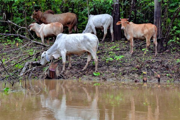 Brazil-Manaus-Amazon-Rainforest-Cattle-Grazing-1440x960