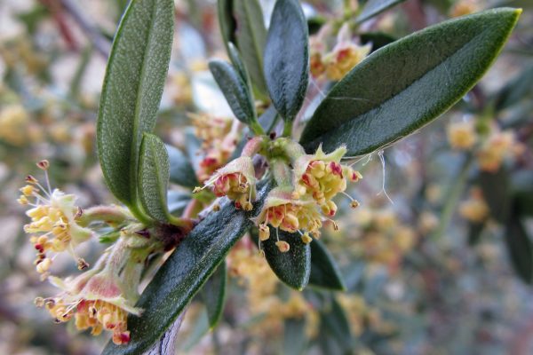 Cercocarpus-ledifolius_curl-leaf-mountain-mahogany