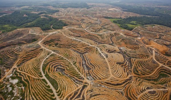 A network of access roads on former orang-utan habitat inside the PT Karya Makmur Abadi Estate II palm oil concession. PT KMA II is a subsidiary of the Malaysian Kuala Lumpar Kepong Berhad (KLK) group.