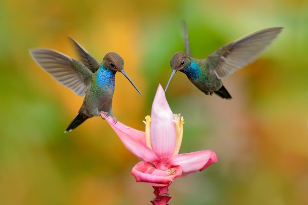 Hummingbirds-appear-where-you’d-least-expect
