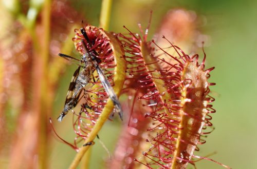 W5NR2G Insect stuck on the sticky leaves of a Drosera anglica great sundew plant