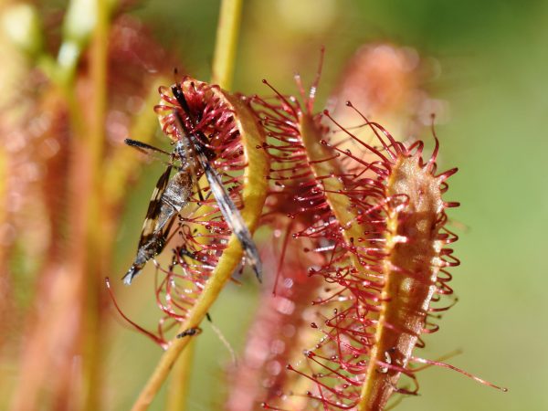W5NR2G Insect stuck on the sticky leaves of a Drosera anglica great sundew plant