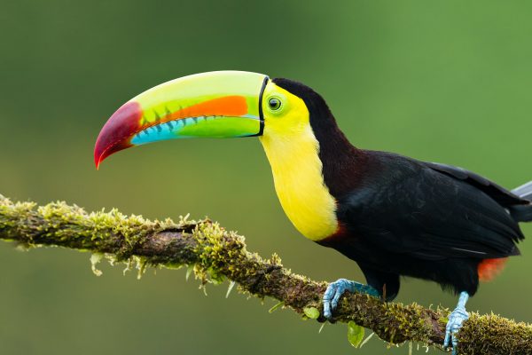 animals_hero_toucan