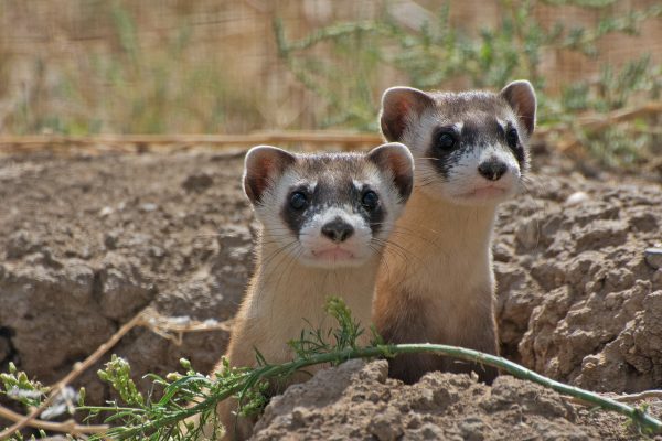 banner-Endangered-Black-Footed-Ferrets