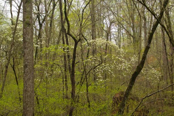 dogwoods-in-forest_1_orig