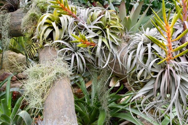 epiphytes