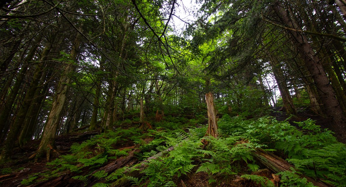 forest-landscape-unsplash