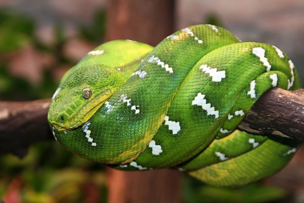 green-tree-snake-1250304