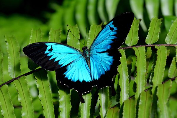 iStock-533999538-Ulysses-butterfly-small