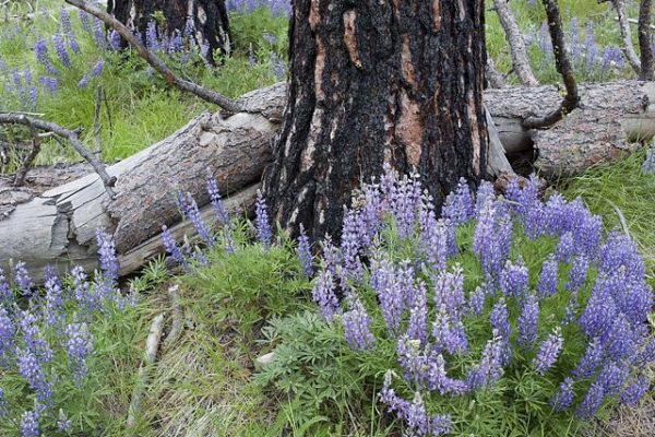 lupine-Washington