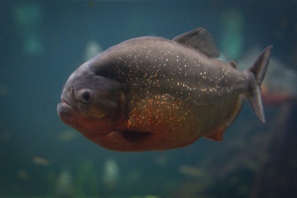 piranha2