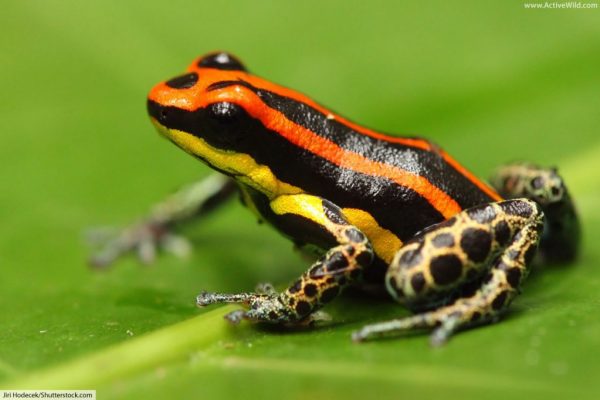 poison-dart-frog-rainforest-animal-1024x682