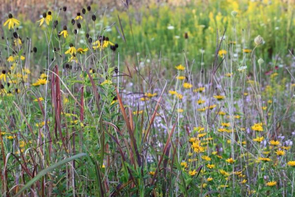 prairie-garden-flowers