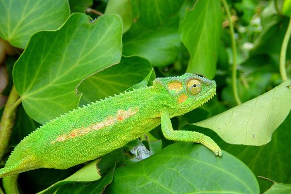 rainforest-chameleon