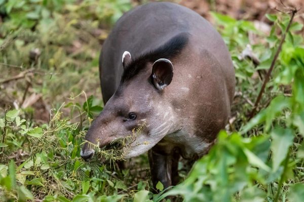 MAR03B An adult South American tapir (Tapirus terrestris), Pousado Rio Claro, Mato Grosso, Brazil, South America